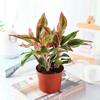 Planta Hidropônica Vaso de Flor e Folha Perene Auspicioso Vermelho Perene Flor de Interior Hidropônica Planta Verde Perene o Ano Todo