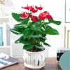 Planta en maceta de Anturio Rojo, Planta de Flor de Rábano Verde de la Suerte, Flor de Interior, Anturio Blanco Hidropónico, Planta Verde, Árbol del Dinero, Purificador de Aire