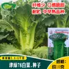Semillas de Col China de Otoño Jinlu 78 Días Huerto Agrícola Hojas Verdes Suaves Hojas de Cáñamo Semillas de Verdura de Col China