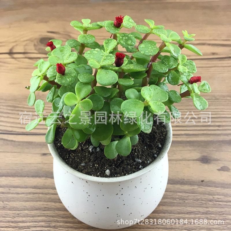 闆呬箰涔嬭垶璇︾粏12