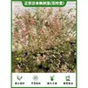 Arce Liuchuan Plantas Verdes en Maceta Estudio Sala de Estar Plantas de Interior Siete Arce Árboles Celebridad de Internet Estilo Japonés Zen Oficina Hojas de Arce
