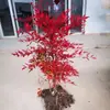 Nandina domestica en maceta Nandina roja bonsái esquejes de enverdecimiento patio exterior planta resistente al frío plántula Nandina domestica Nandina azul