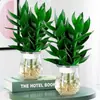 Bambu Wenchang 4 Peças de Bambu Guanyin Hidropônico com Raízes, Rica Cultura de Água de Bambu, Plantas Verdes de Interior para Sala de Estar, Estilo Curto Rico de Bambu para Interior