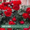 Rosa de Cabello Recto de Yunnan Enredadera para Muro Rosa Flor Extra Grande Plántulas Fragancia Fuerte Florece en Todas las Estaciones Plantas para Patio Casa Balcón