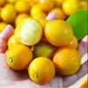 Kumquats Crujientes de Guangxi Deberían Estar en Temporada Fruta Kumquats Pieza Entera Envío Gratis Fruta Fresca Kumquats de Piel Crujiente Una Pieza Dropshipping
