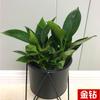 Planta verde em vaso, atacado, escritório, flor, endro verde, árvore da fortuna, flor de mesa, planta em vaso