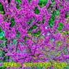 Plántulas de Bauhinia Llenas de Plántulas de Flor de Bauhinia Roja Plantas Verdes en Maceta Plántulas de Bauhinia Plantas de Jardín para Patio Ornamentales Florales Coloridas