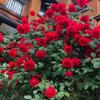 Sementes de Flores de Rosa Trepadeira São Fáceis de Cultivar, Sementes de Plantas Trepadeiras com Pétalas Duplas para Flores de Jardim e Varanda