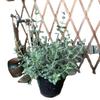 Paisajismo de Patio Plantas Verdes Fruta Orquídea Fruta Azul Maceta Balcón Florales Plantas Perennes Macizo de Flores Paisaje de Jardín Enverdecimiento