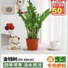 Árbol del Dinero Oficina Maceta Planta Alta Flor de Interior Sala de Estar Planta Verde Grande Venta al por Mayor Cadena de Dinero Árbol de la Fortuna