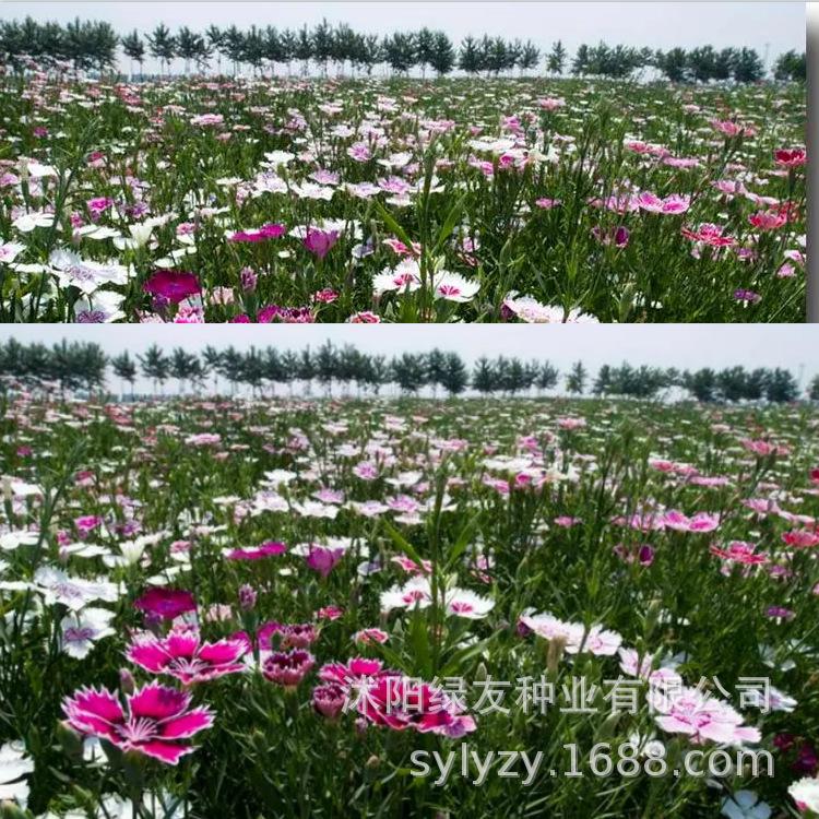 批发瞿麦种子 瞿麦 地被花海