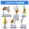 Simulación de Enseñanza Esqueleto Humano de Articulaciones Codo Muñeca Tobillo Hueso Hombro Rodilla Cadera Ligamento Ortopédico Modelo Médico