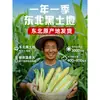 2025 Maíz Amarillo Auténtico de Noreste Heilongjiang, Fresco Empacado al Vacío, Dulce, Blanco, Pegajoso, Bajo en Grasa