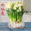 Plantas en Maceta Cultivadas en Agua Resistentes al Frío para Interiores Personalizadas de Invierno, Nuevos Bulbos de Flor de Narciso, Narcisos de Doble Pétalo para Flores de Año Nuevo