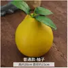 Fruta Simulada Modelo de Fruta Falsa Alta Imitação Maçã Uva Banana Adereços de Fotografia Enfeites Espuma Decorações de Limão