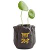Mini Florero Wufu Transfronterizo Estilo Chino Arena Púrpura Rotación Verde Hierba de Monedas de Cobre Maceta Hidropónica Cerámica de Escritorio Mascota de Té Pequeños Adornos