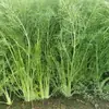 Colección Wholesale del Fabricante de Semillas de Verduras para Cuatro Estaciones para Huertos Caseros, Verduras en Macetas de Balcón, Semillas de Frutas y Semillas de Verduras Hidropónicas
