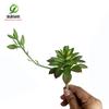 Planta suculenta artificial com flores, combinação de lótus da noite silenciosa, parede de vasos de plantas, planta verde, acessórios de paisagismo, Dongguan qiangxin