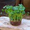 Venta Dropshipping de Plantas Hidropónicas de Centella Asiática, Plantas en Maceta de Tocón Viejo para Cultivo en Agua en Interiores y Exteriores, Raíces y Brotes de Centella Asiática de Hoja Grande, Fáciles de Cultivar