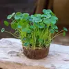 Planta Hidropónica de Centella Asiática con Tocón Viejo para Cultivo Interior y Exterior, Fácil de Cultivar y Mantener