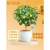 Plántulas de Osmanthus Florales en Maceta Todo el Año Osmanthus Agosto Osmanthus de Interior Fácil de Cultivar Comestible Balcón Patio Plantas Muy Aromáticas