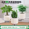 Las plantas en maceta son fáciles de cuidar en las salas de estar interiores.; plantas verdes hidropónicas, bonsáis creativos, plantas de la suerte, plantas pequeñas en maceta y árboles de la fortuna son todas excelentes opciones