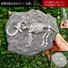 Trilobite paleobiológico, fósil auténtico, caja decorativa para reptiles, paisaje desértico, tabú, melena húmeda, adornos de reptil león