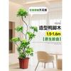 Planta en Maceta Grande de Interior de la Planta Perenne Schefflera Arborvitae para la Sala de Estar, Diseño de Pie