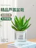 Planta de Aloe Vera en Maceta Interior Además de Formaldehído Purifica Aire Planta Escritorio Cactus Suculenta Cuatro Estaciones Buenas Para Criar Flores