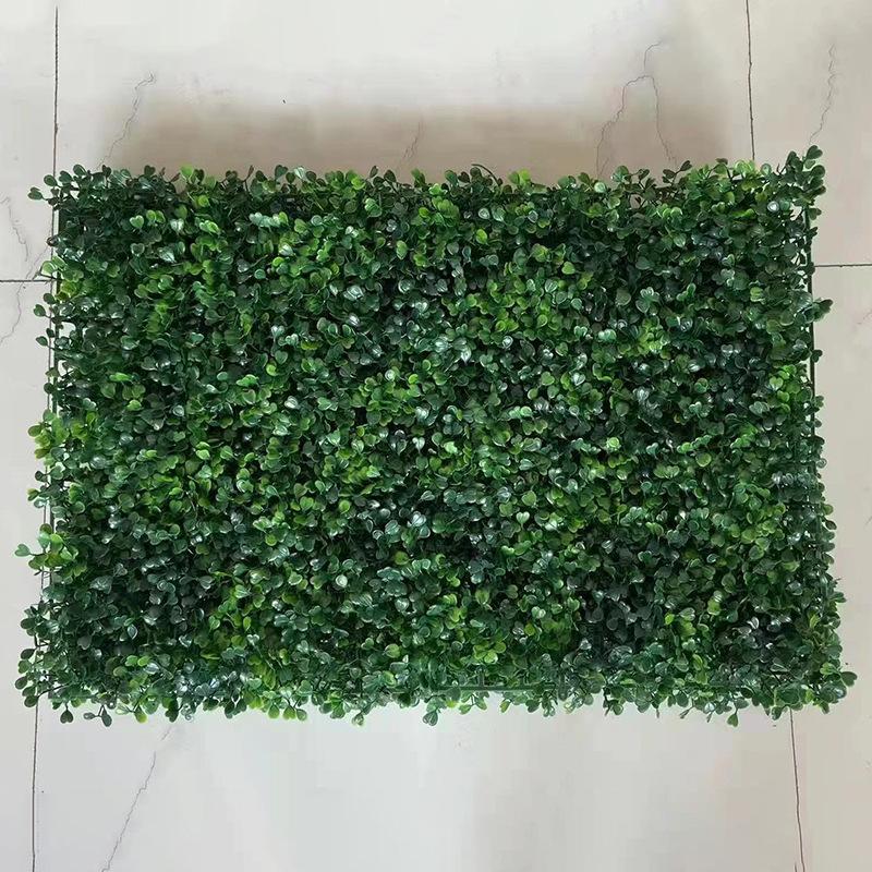 308头加密米兰草