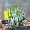 Base de planta suculenta autoproducida y autovendida al por mayor suculentas pequeñas combinación de flores plantas en maceta plantas carnosas Lithops Haworthia