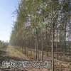 Plántulas de Olmo, Plántulas de Olmo del Dinero, Plántulas de Olmo Blanco, Paisaje de Patio, Plántulas Comestibles, Reverdecimiento de Parque Vial, Plántulas Resistentes al Frío