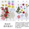 Paquete Combinado de Flores Secas Estampadas Flor Real Deflector Paquete de Material al por Mayor Espécimen de Planta de Flor Prensada Pétalos