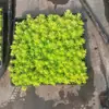 Mudas de Grama Fo-Jia, Grama Neve Fina, Plantas Suculentas, Gramado de Telhado, Grama Dourada, Pátio, Resistente ao Frio, Resistente ao Calor, Sempre-verde