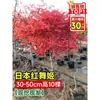 Vivero de arces rojos japoneses para dropshipping, árbol enano rojo de cuatro estaciones, árbol paisajístico Princesa Danza Roja, resistente al frío para exteriores para villas