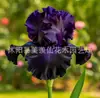 Semillas de rizomas de iris de flor azul, semillas de flores de bulbo, fáciles de cultivar y florecen todo el año, adecuadas para paisajismo de jardines y plantas en maceta