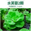 Coleção Abrangente de Plantas Aquáticas para Purificação de Água, Paisagismo Tradicional para Aquários, Lírios D'água Hidropônicos, Hibisco Aquático, Plantas Aquáticas Folha de Malva, Entrega Direta da Fazenda