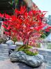 Mudas de Nandina Flamejante, Plantas de Flores de Pátio, Mudas de Verdor, Plantas Envasadas de Folhagem Vermelha de Nandina, Resistentes ao Frio e Fáceis de Manter em Todas as Estações