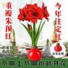 Dropshipping Bola de Cera de Amarilis Cera para Sellar Amarilis de Doble Pétalo Bulbo Planta en Maceta Floreciente Extra Grande Interior Balcón Persona Perezosa