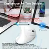 Ratón vertical ergonómico 2.4G BT5.1 modo dual 2400dpi ajustable diseño silencioso transfronterizo en stock