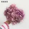 Flores de Hortensia Secas con Degradado Grande Hortensias Conservadas Cabezas de Flores Grandes Color Mixto Multicolor Hortensias Secas Decoración del Hogar Materiales Florales