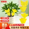 Tablero Atrapamoscas Adhesivo de Forma Especial para Comercio Exterior Transfronterizo en Amazon, Tablero Atrapamoscas con Forma de Flor, Esencial para Jardines