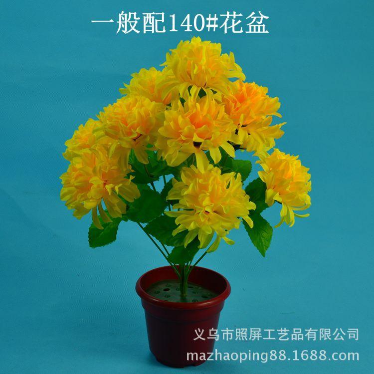 12头爪菊详情4