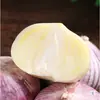 Alho seco fresco de casca roxa com uma única cabeça, originário de Yunnan, alho picante Red Pearl, vegetais da estação, 2,5 kg