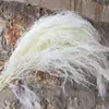 Grama Barba de Dragão Eterna Pendurada Arroz Decoração de Casa Pendurada na Parede Planta de Rattan Decoração de Casamento Grama Aspargo Grama Pena Grama Barba de Dragão