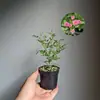 Rosa Princesa Japonesa 'Shihime' com botões, planta verde em vaso, floresce o ano todo, adequada para peitoris de janelas e varandas
