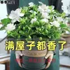 Gardenia fragante, extra grande en maceta, una planta de cuatro estaciones que purifica el aire y puede eliminar el formaldehído, adecuada para fines ornamentales