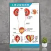 Diagrama de la Estructura Ósea de la Anatomía Humana, Diagrama de Distribución Interna de Órganos, Nervios y Músculos, Mural del Sistema Respiratorio y Órganos Digestivos