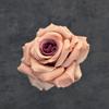 Simulação 10cm cabeça de rosa 520 bolo de flor decoração de casamento layout de carro de casamento ornamentos de flor artificial DIY