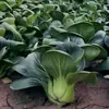 Fabricante Original Venta al por Mayor Gran Cantidad de Semillas de Verduras de Cuatro Estaciones Semillas de Frutas para Macetas de Balcón Lista Completa de Semillas de Colza